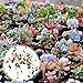 Foto Rosepoem 400 Unids Semillas de Plantas Suculentas Mix Cactus Lithops Plantas Ornamentales Semillas Home Garden Plants