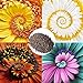 Foto Semillas de flores1 bolsa espiral crisantemo semilla rara novela ornamental milagro semilla de flor para el jardín - color mezclado milagro margarita semillas