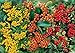 Foto Feuerdorn Mischung Rot, Gelb und Orange  3 immergrüne Pflanzen als Sichtschutz-Hecke - Heckenpflanze/Kletterpflanze von Garten Schlüter
