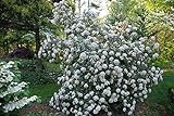 Pragense Viburnum Bush - White Flowering Shrub - Live Plant Shipped 1 to 2 Feet Tall - Best Privacy Hedge by DAS Farms (No California) Photo, best price $44.95 new 2024