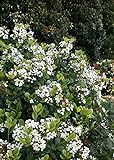 Spring Sonata Indian Hawthorne (2 Gallon) Flowering Evergreen Shrub with White Blooms - Full Sun to Part Shade Live Outdoor Plant - Southern Living Plants Photo, best price $28.99 new 2024