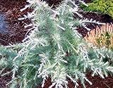 Silver Mist Deodar Cedar - Dwarf Shrub With White-Tipped Leaves - 3 -Year Live Plant Photo, best price $49.97 new 2024