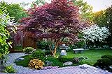 Japanese Red Maple Tree (1-2 feet Tall) Live Tree Photo, best price $19.97 new 2024