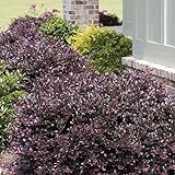 Purple Diamond Loropetalum (2 Gallon) Flowering Evergreen Shrub with Purple Foliage and Pink Blooms - Full Sun to Part Shade Live Outdoor Plant - Southern Living Plants… Photo, best price $36.98 new 2024