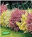 Foto BALDUR Garten Ginster-Hecke Tricolor, 3 Pflanzen Cytisus praecox winterhart Heckenpflanzen