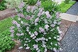 Miss Kim Korean Lilac Bush - Purple Flowering Shrub - Live Plants Shipped 1 to 2 feet Tall by DAS Farms (No California) Photo, best price $33.95 new 2024
