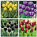 Foto Los bulbos de tulipán,Plantar ahora,Flores que atraen mariposas y abejas,Hermosas flores cultivadas en casa,Plantas ornamentales-5 Bulbos