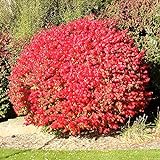 Pixies Gardens Burning Bush Plant Live Shrub | Blue-Green Colored Leaves | Summer Turns Into Fiery Red Autumn Landscape (1 Gallon Bare-Root) Photo, best price $36.99 new 2024