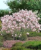 Magnolia x soulangeana | Magnolien Strauch | Magnolienbaum Winterhart | Winterharte Pflanzen für Garten | Höhe 120-140cm | Topf 10L Foto, bester Preis 60,49 € neu 2024