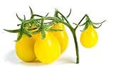 Semi di pomodoro di pera gialla - Lycopersicon esculentum foto, miglior prezzo EUR 4,29 nuovo 2024