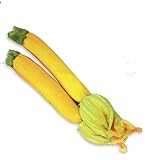 Giallo Semi Zucchini Zucchino estivo, pacchetto originale, 8 semi / Pack, Heirloom Cucurbita Pepo Vegetable Seeds # B005 foto, miglior prezzo EUR 4,40 nuovo 2024