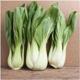 Pacchetto di 300 semi, Pak Choi bianco Stem Semenza di cavolo (Brassica rapa) foto, miglior prezzo EUR 10,99 nuovo 2024