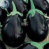 Visa Store 2018 vendita calda Davitu melanzane nero grandi semi di ortaggi, 100 semi, organici gustosi per la casa giardino E4327I foto, miglior prezzo  nuovo 2024