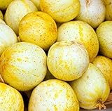 Farmerly 30 Organic Lemon cetriolo Semi Heirloom Non-GMO croccante dolce fragrante gialle foto, miglior prezzo  nuovo 2024