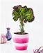 foto Pinkdose 100 Pezzi Bonsai Spurge Plant, Piante succulente a Forma di ventaglio, Rare Cactus Succulente Bonsai per Piante da Giardino piantine Fai da Te: 9