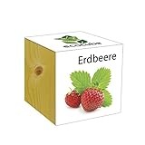 ecocube - Cubo in legno, motivo: fragole foto, miglior prezzo EUR 13,14 nuovo 2024