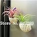 foto Pinkdose 100 Pz Rare Bromeliad Vegetable Seeds e Frutta Giardino Piante succulente Mini Cactus Pots Crescita Naturale per la casa Giardino delle Piante: 17