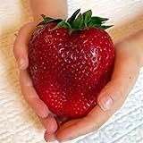 Visa Store Semi di fragola rossa gigante di Davitu 100Pcs Semi di Heirloom Super Japan Strawberry Garden foto, miglior prezzo  nuovo 2024