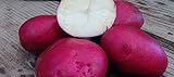 PLAT FIRM Germinazione dei semi: patate da semina 1 libbra Colorado Rose - organici non OGM -Spring IMPIANTO foto, miglior prezzo EUR 18,12 nuovo 2024