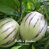 Semi 20pcs Pepino Semi pepino melone pera giardino domestico di DIY BonsaïPianta foto, miglior prezzo EUR 10,99 nuovo 2024