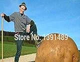 PLAT firm-SEMI gigante patata dolce Seeds Salute Antirughe nutrizione Verde Verdura seme per il giardino domestico 50Pcs / Bag foto, miglior prezzo EUR 15,89 nuovo 2024
