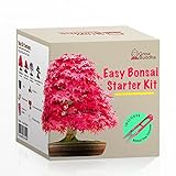 Fai crescere il tuo kit di bonsai - Fai crescere facilmente 4 tipi di alberi bonsai con il nostro kit di base completo di semi di bonsai per principianti - kit regalo con semi unici foto, miglior prezzo EUR 17,99 nuovo 2024