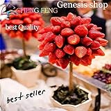 Portal Cool Cioccolato: Semi di fragola piante d'Albero e rari Home giardino Bonsai di frutta 100Pcs foto, miglior prezzo  nuovo 2024
