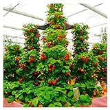 100pcs / confezione gigante di fragola fragola scalare big red piante semi a casa garden foto, miglior prezzo EUR 1,99 nuovo 2024