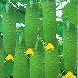 Harddo Cetriolo Seeds Green Vegetable Dutch Cucumber Cuke Seeds Mini Frutta foto, miglior prezzo EUR 1,00 nuovo 2024
