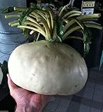 200 semi di Sakurajima Mammoth Ravanello SEMI â € “Ravanello più grande nel mondo, di verdure asiatico! foto, miglior prezzo EUR 10,99 nuovo 2024