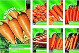 Portal Cool Nastro di semi di carota Amsterdam Per.: Suttons semi di carota pacchetti di semi foto, miglior prezzo EUR 9,99 nuovo 2024