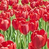 Kisshes Giardino - 100 Pezzi Bulbi di tulipano Semi di fiori Bulb Semi di fiori colorati Tulipani Bonsai Hardy Perenne foto, miglior prezzo EUR 1,99 nuovo 2024