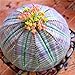 foto Pinkdose 50 pc Rare Piante grasse Arcobaleno Cactus Bonsai Pseudotruncatella Living Stone Rare Piante Catus Succulentas Giardino domestiche: Viola