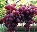 foto Pinkdose 30seds / bag seme fertilizzante frutto di semi d'uva frutta balcone in vaso 5: 1