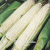 SEMI PLAT firm-20pcs regina semi ibridi di mais di verdure giardino domestico di DIY BonsaÃ¯Pianta foto, miglior prezzo EUR 12,99 nuovo 2024