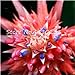 foto Pinkdose 50 Pz Rare Pink Bromeliad Tillandsia Bulbosai, Pigri Piante Mini Cactus Pot Crescita Naturale Succulenta Seedsplant per la Casa Giardino: 15