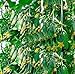 foto SEMI PLAT firm-100pcs Giappone semi di cetriolo mini frutta inorganico, semi di ortaggi, sapore di buona qualitÃ  della famiglia pianta da giardino di consegna