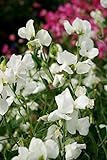 Fiore - Pisello Odoroso - Mammuth Bianco - 60 Semi foto, miglior prezzo EUR 1,10 nuovo 2024