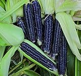 Shoppy Star: Seed Savers Exchange 1193 un'impollinazione di mais, nero Aztec, 50 Bustina di semi foto, miglior prezzo  nuovo 2024