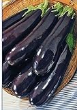 PLAT FIRM Germinazione dei semi: BIG PACK formato gigante semi Melanzana Lunga Pop. verdure medio-precoce dall'Ucraina foto, miglior prezzo EUR 18,12 nuovo 2024
