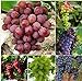 foto Pinkdose 50 Bulk Giardino d'uva bonsai Vitis Vinifera Delicious Fresh Fruit -Mixed bonsai - U. K