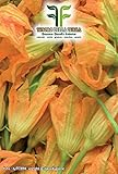 40 C.ca Semi Zucchino da fiori - Cucurbita Pepo In Confezione Originale Prodotto in Italia - Zucchine da fiore foto, miglior prezzo EUR 7,40 nuovo 2024