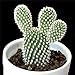 foto Pinkdose 200 pc Semi Fiore di Cactus, Semi Esotiche Piante grasse Ornamentali Attraente impressionanti: 1