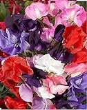 Fiore - Pisello Odoroso - Royal Family Mix - 350 Semi - Confezione Grande foto, miglior prezzo EUR 4,28 nuovo 2024