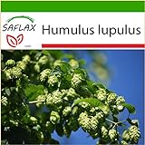 SAFLAX - Luppolo - 50 semi - Con substrato - Humulus lupulus foto, miglior prezzo EUR 4,45 nuovo 2024