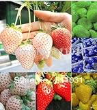 12 tipi fragola semi (rosso, blu, verde, giallo, bianco, nero) Seasons 12 confezioni 240pcs semi di frutta Bonsai fai da te foto, miglior prezzo EUR 14,97 nuovo 2024