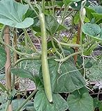Portal Cool 60 semi di Long Zucchini foto, miglior prezzo EUR 9,99 nuovo 2024