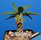 Pinkdose Grande promozione Celestial Being Bonsai - Cactus - Anti-Radiazioni pianta in Vaso Giardino di Famiglia 100 pc/Pacchetto, 3YC7UH foto, miglior prezzo  nuovo 2024