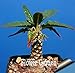 foto Pinkdose Grande promozione Celestial Being Bonsai - Cactus - Anti-Radiazioni pianta in Vaso Giardino di Famiglia 100 pc/Pacchetto, 3YC7UH