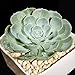 foto Pinkdose 200 pc Semi Fiore di Cactus, Semi Esotiche Piante grasse Ornamentali Attraente impressionanti: 15